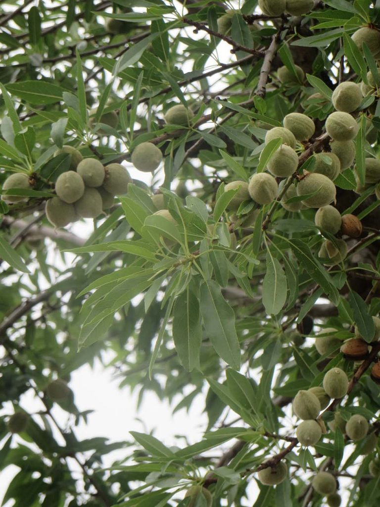 almond trees in palma de majorca