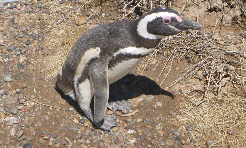 South American Cruise: Penguin Rookery at Punta Tombo