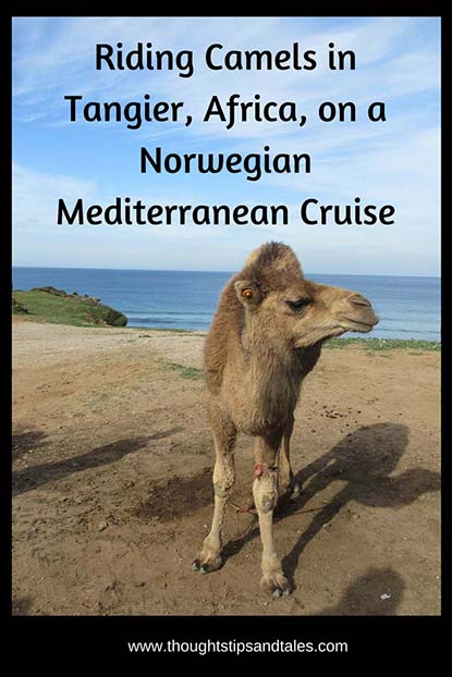Riding Camels in Tangier, Africa, on a Norwegian Mediterranean Cruise